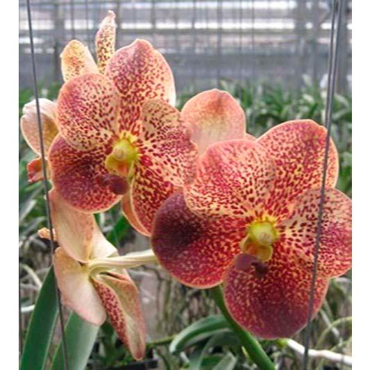 [ DEWASA ] Vanda ASEAN Butterfly [ Vanda Doctor Anek Vanda Butterfly ]