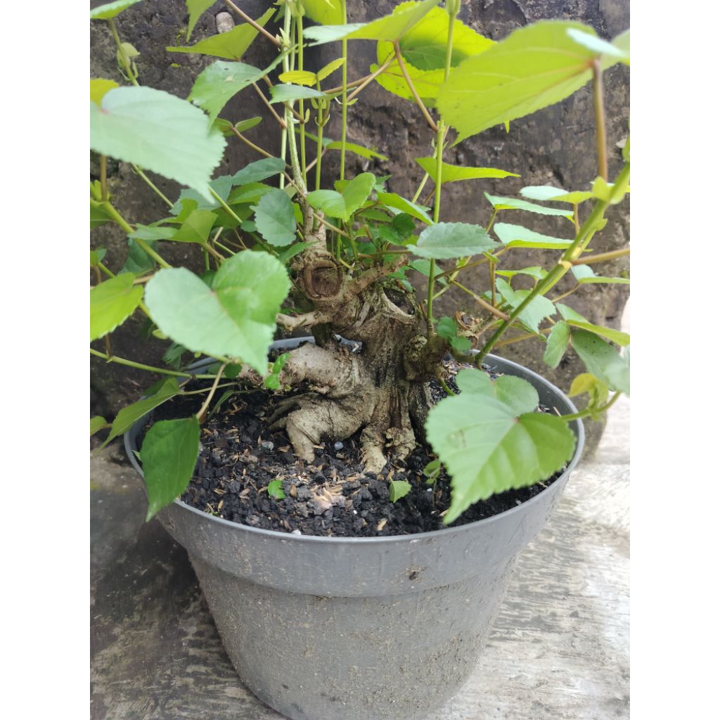 bonsai waru mame