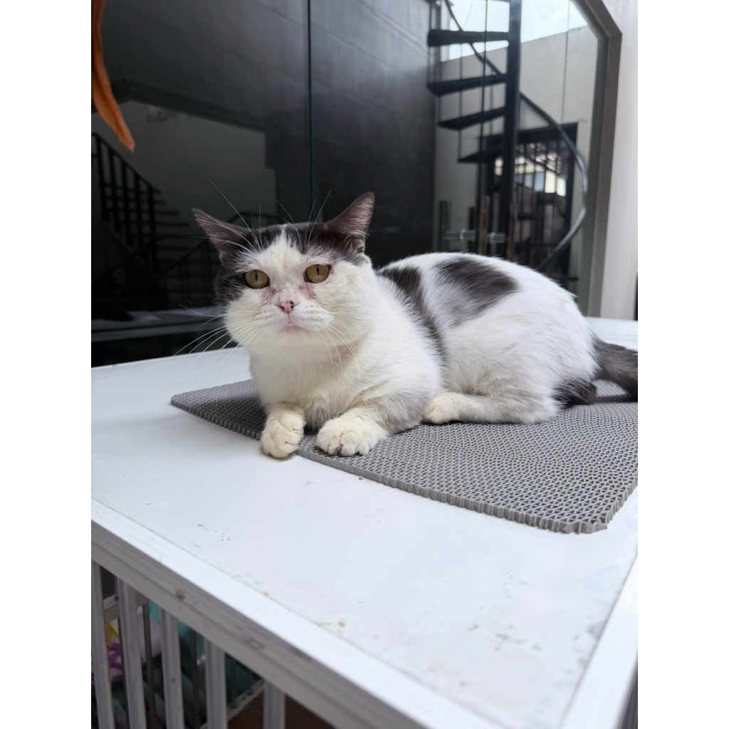 Kucing Munchkin Scottish