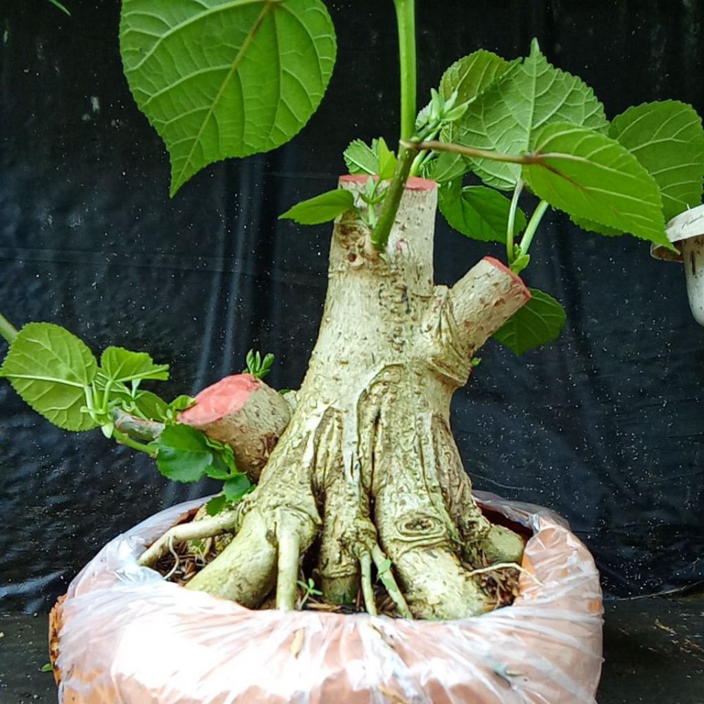 bahan bonsai waru  small,prokar ekonomis