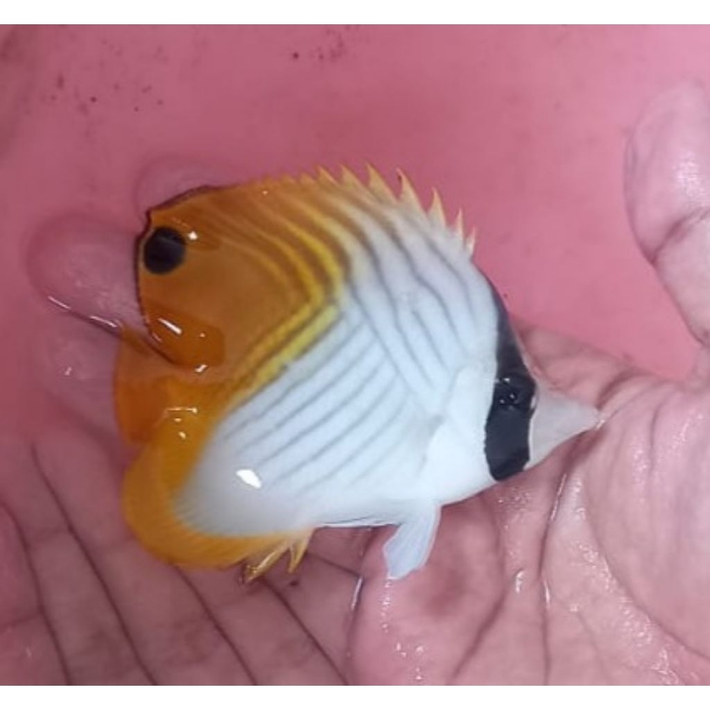 Ikan Hias Air Laut Jenis Kepe Auriga