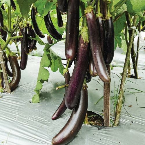 25 Biji Benih Terong TM SPARTAN