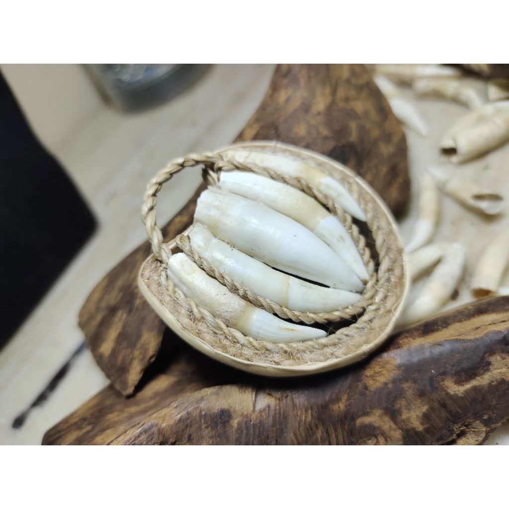 Lionting taring Buaya Pancar 5