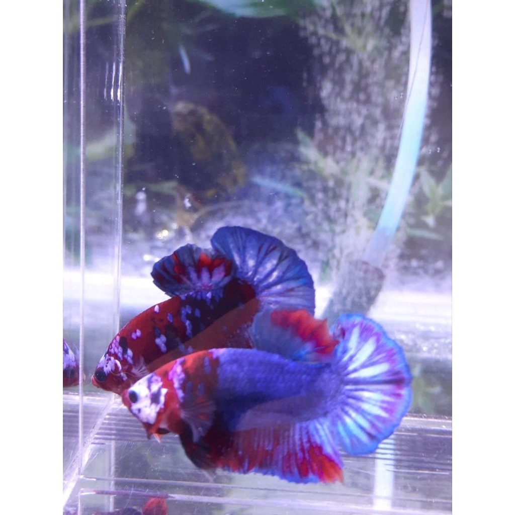 Plakat Hellboy Hybrid