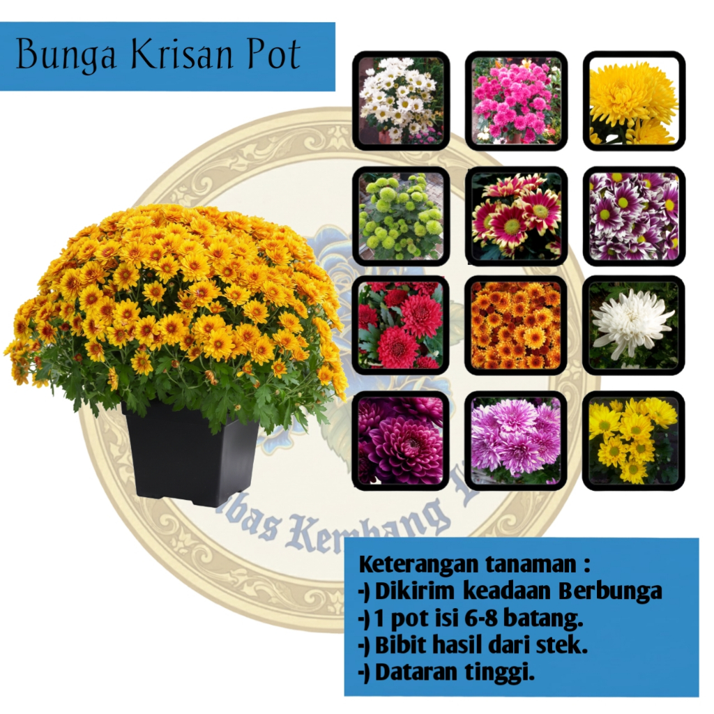 Tanaman Bunga Krisan 1  Pot (6-7 Batang & Bercabang) (Chrysanthemum) Berkualitas Adaptif Berbunga - 