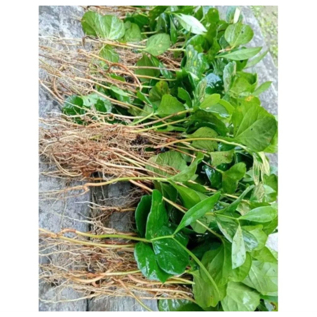 bibit kopi robusta cabutan benih kopi murah