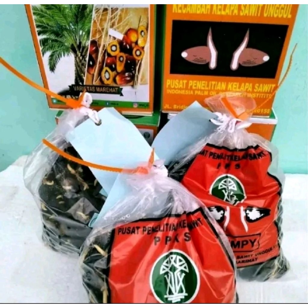 Bibit Kepala Sawit Marehat Dumpy Unggul