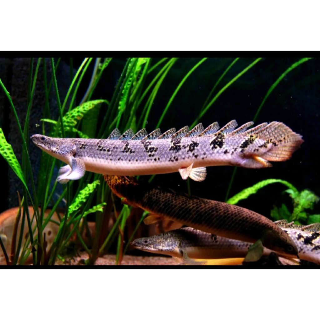 pemanis Akuarium Palmas endlicheri cocok buat pajangan size 9/10 cm