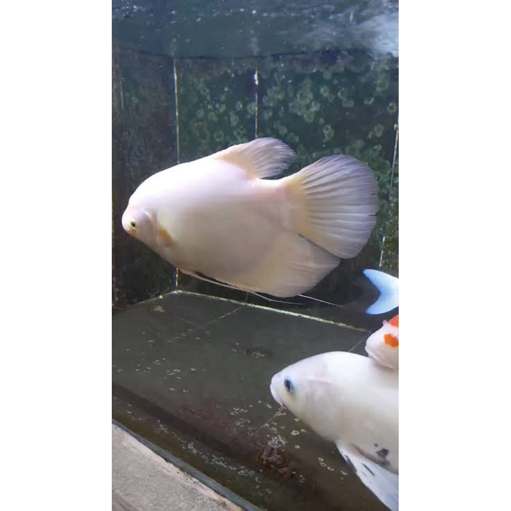Ikan Gurami Albino/Padang Kualitas Sehat 2 jari (3 ekor)