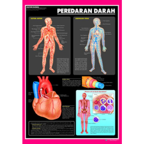 Poster Peredaran Darah / Anatomi Manusia / Organ Tubuh Manusia