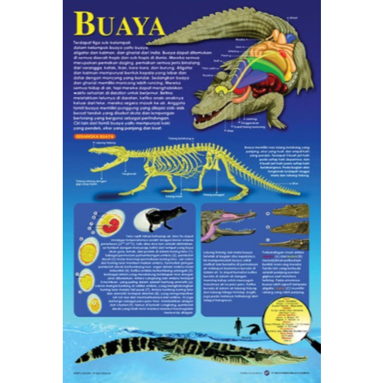 Poster Buaya / Anatomi Hewan
