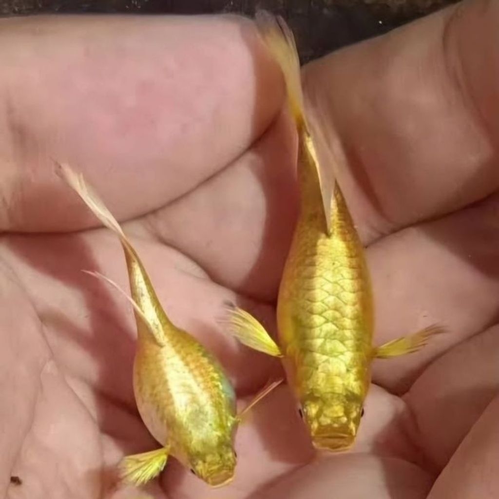 Hiasan Aquarium Guppy Full Gold ikan sepasang indukan