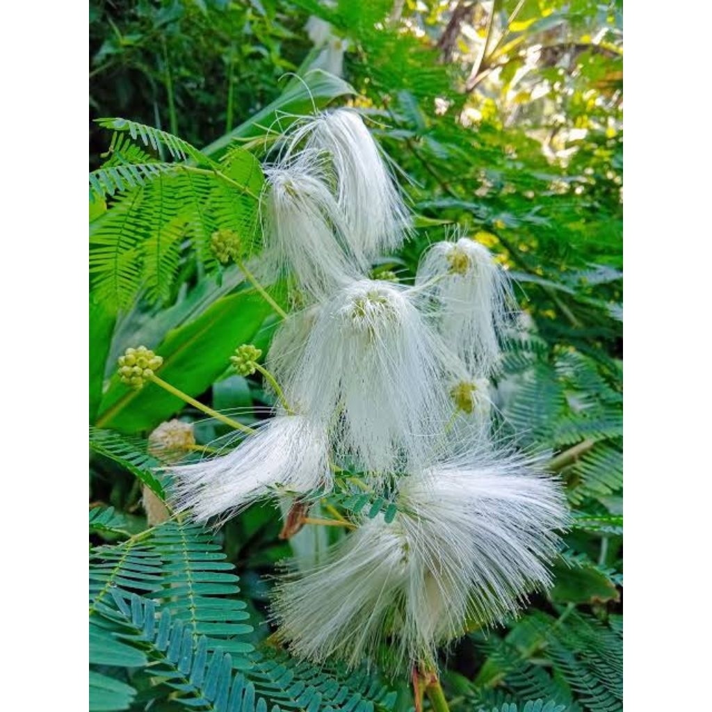 benih biji kaliandra putih Calliandra tetragona pakan ternak hijauan