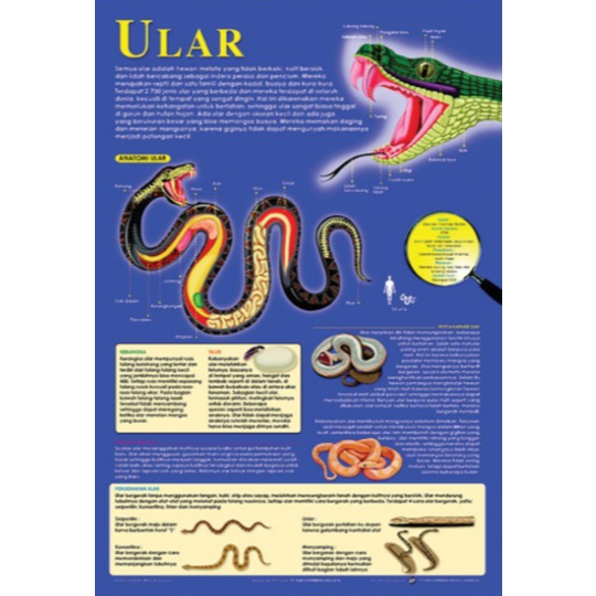 Poster Ular / Anatomi Hewan