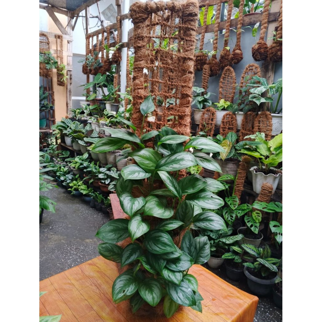 SCINDAPSUS SP SUMATRA / OFFICINALIS / TANAMAN HIAS