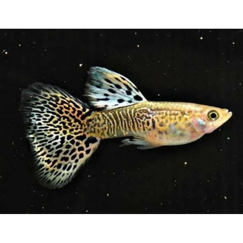 Guppy Yellow Cobra Sepasang Grade A++ | Jantan Betina Remaja 2bln | Terlaris COD Gratis Ongkir