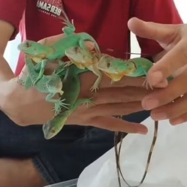 Mainan  asli iguana snow, redaxa, blue dll, sehat