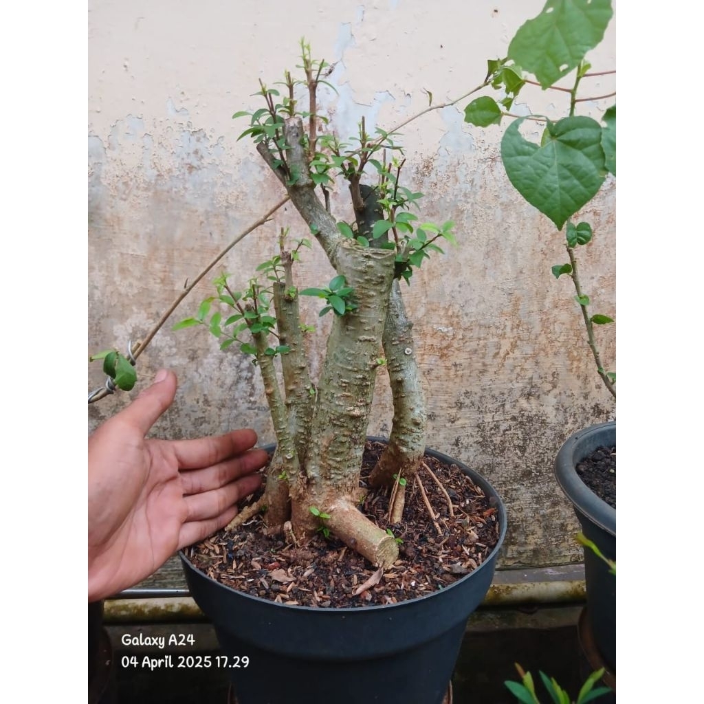 Bonsai anting putri fresh dongkelan model gruping/raft size besar