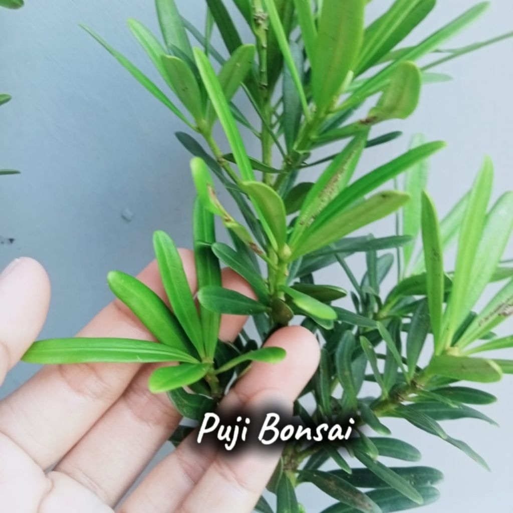 Bibit Bonsai Lohansung Mawar Super