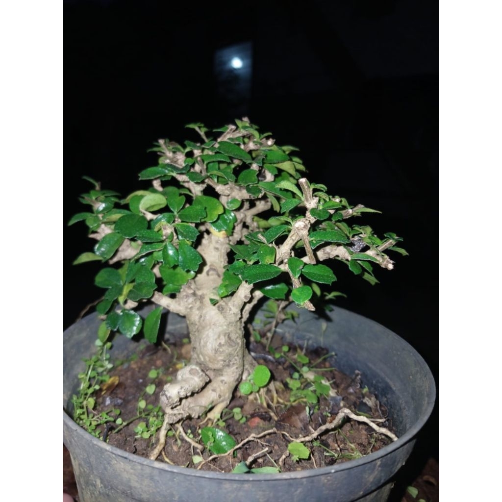 Bonsai hokiantea mikro/buah mame rimbun siap pajang berkarakter