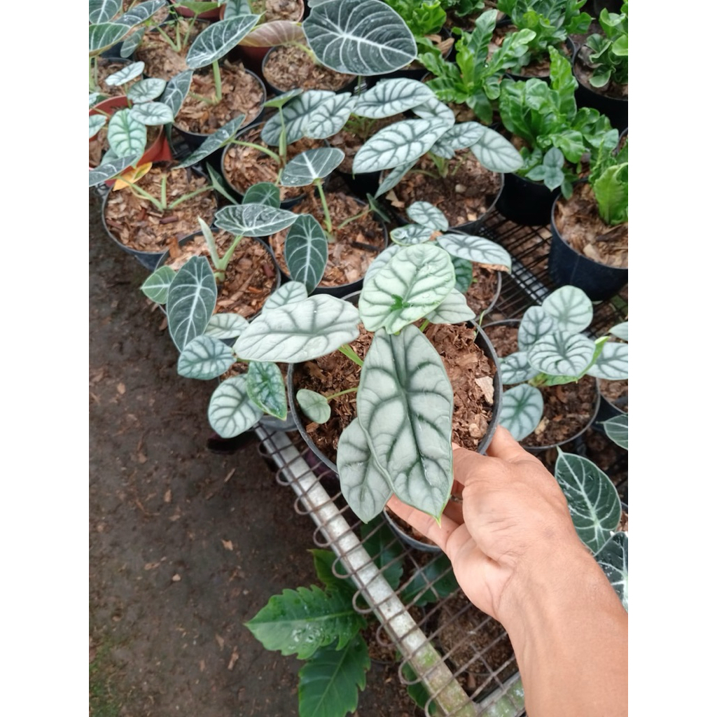 ALOCASIA SILVER DRAGON / ALOCASIA BAGINDA SILVER DRAGON