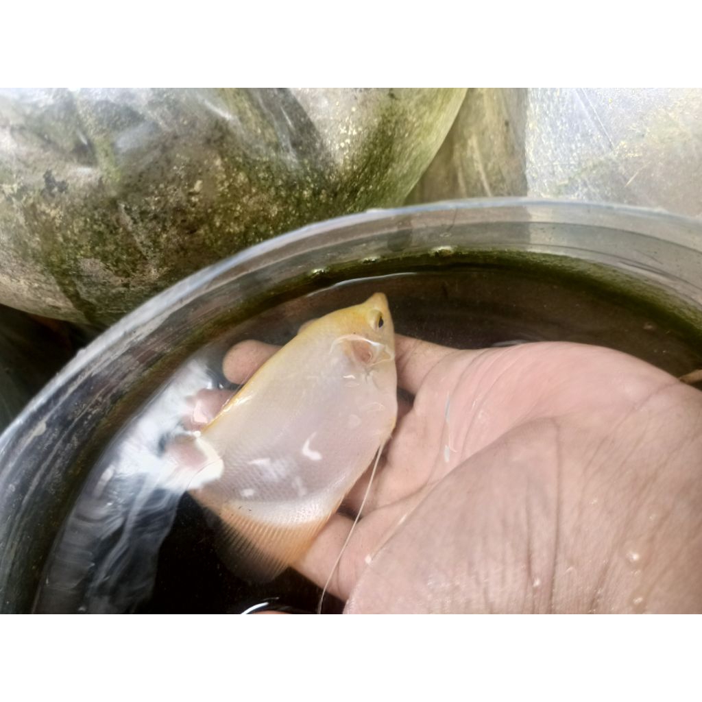 Gurame Padang Jumbo 3 jari