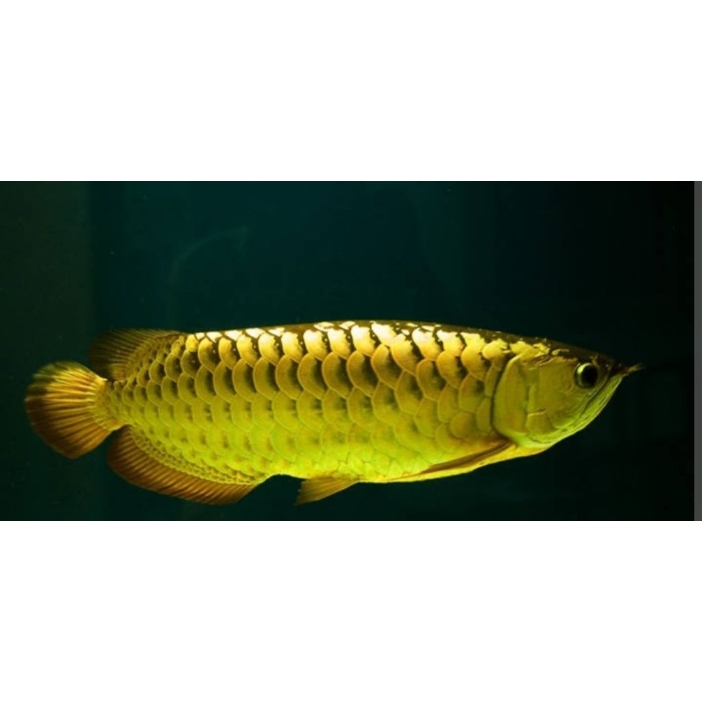 Aksesoris Aquarium Silahkan Chat Admin GoldenRed Size 10-12 cm Hiasan Aquarium Berkualitas |Ikan Hia