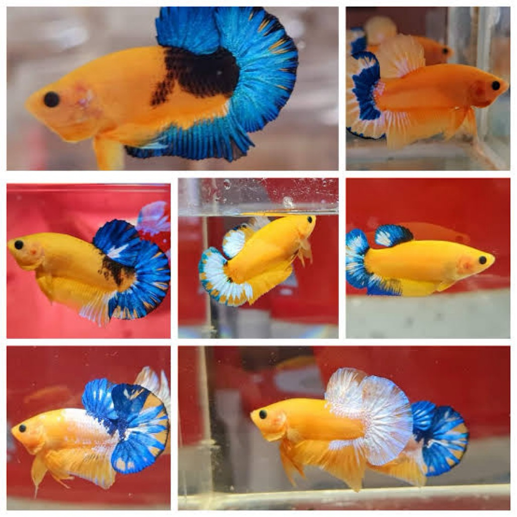 ikan cupang yellow hellboy startail sepasang