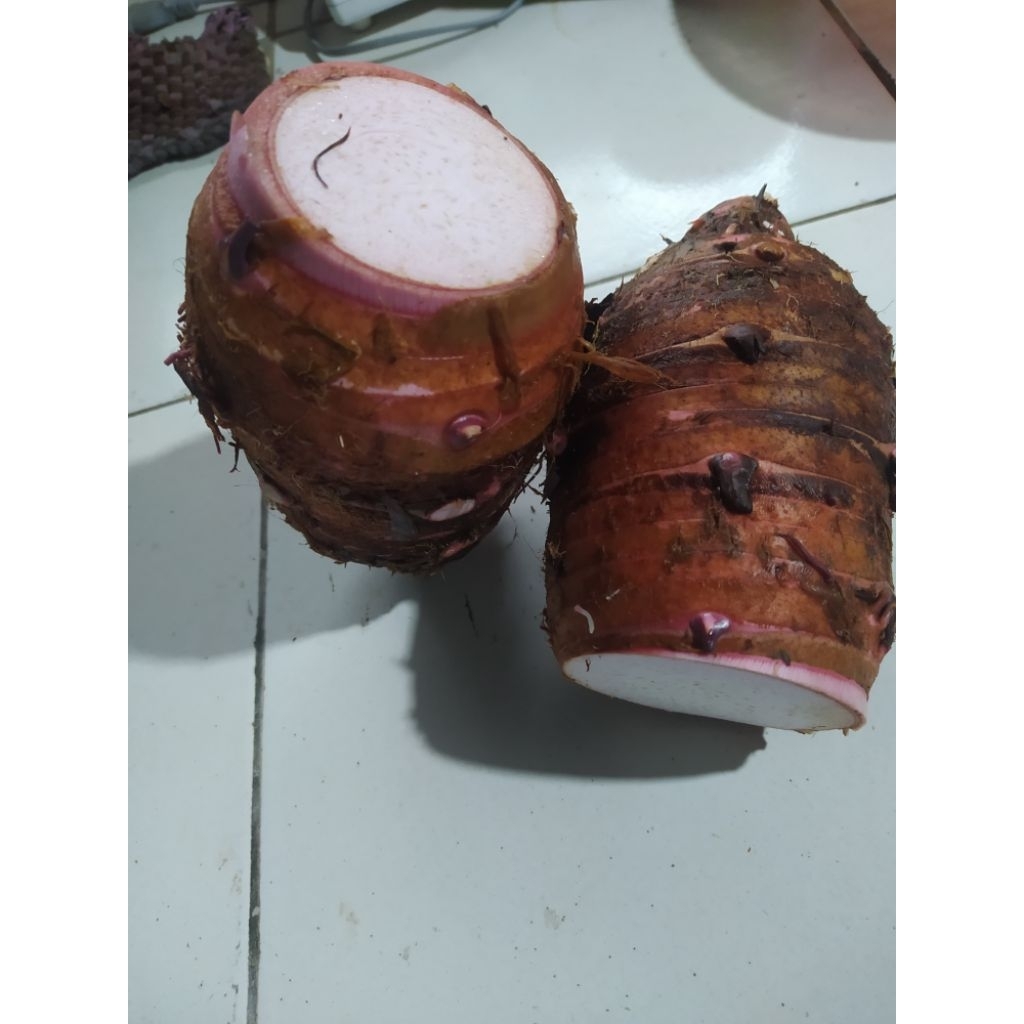 UMBI TALAS PRATAMA 3  1kg