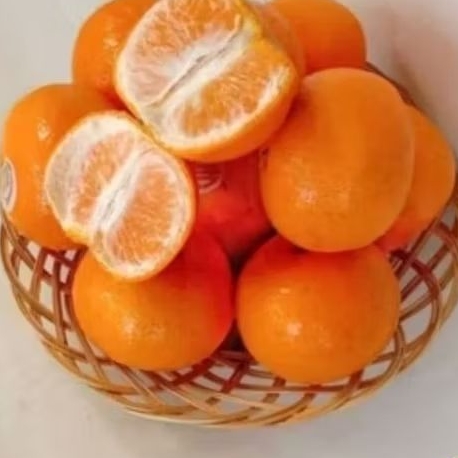 BUAH JERUK KINO MANDARIN