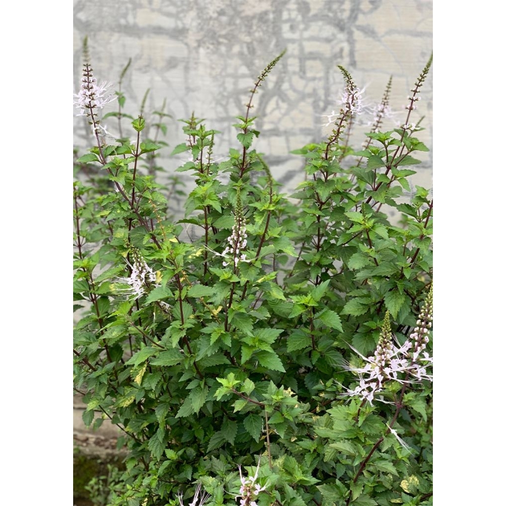 bibit kumis kucing, tanaman kumis kucing, tanaman herbal kumis kucing.