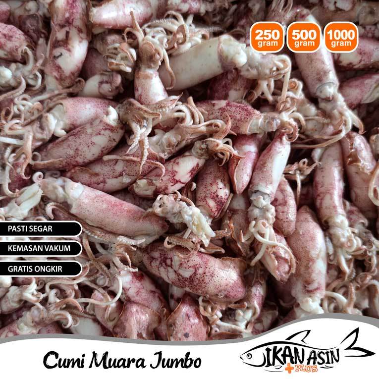 Cumi Muara Sotong Rebus Ukuran Jumbo Besar Segar Pilihan Kemasan Vakum Aman Ikan Asin Plus