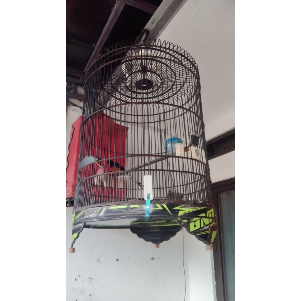 murai dubur putih non gembung