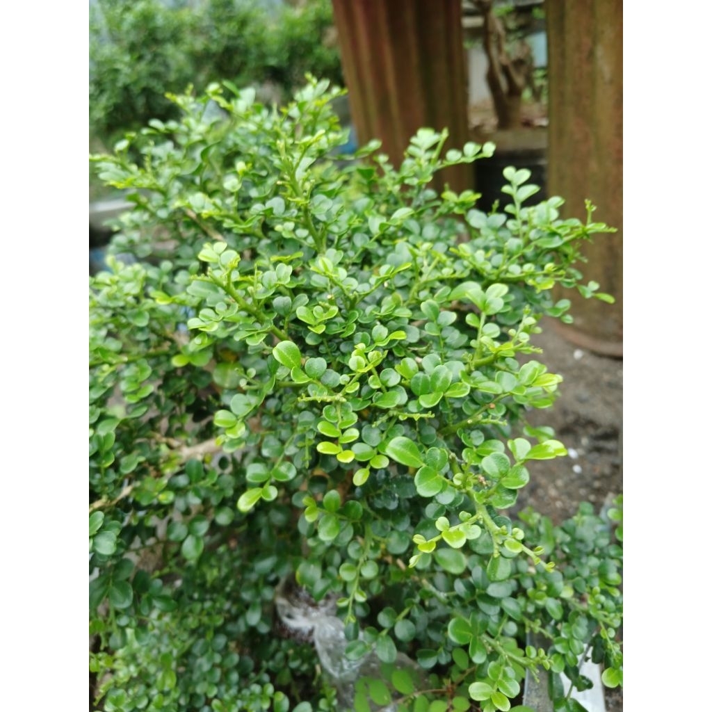 kemuning super mikro cangkokan