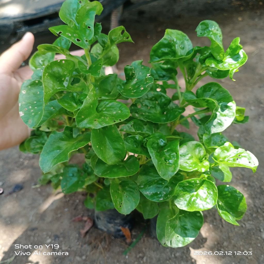 Bibit bayam Brazil tanaman sayur organik tinggi ±30cm polybag