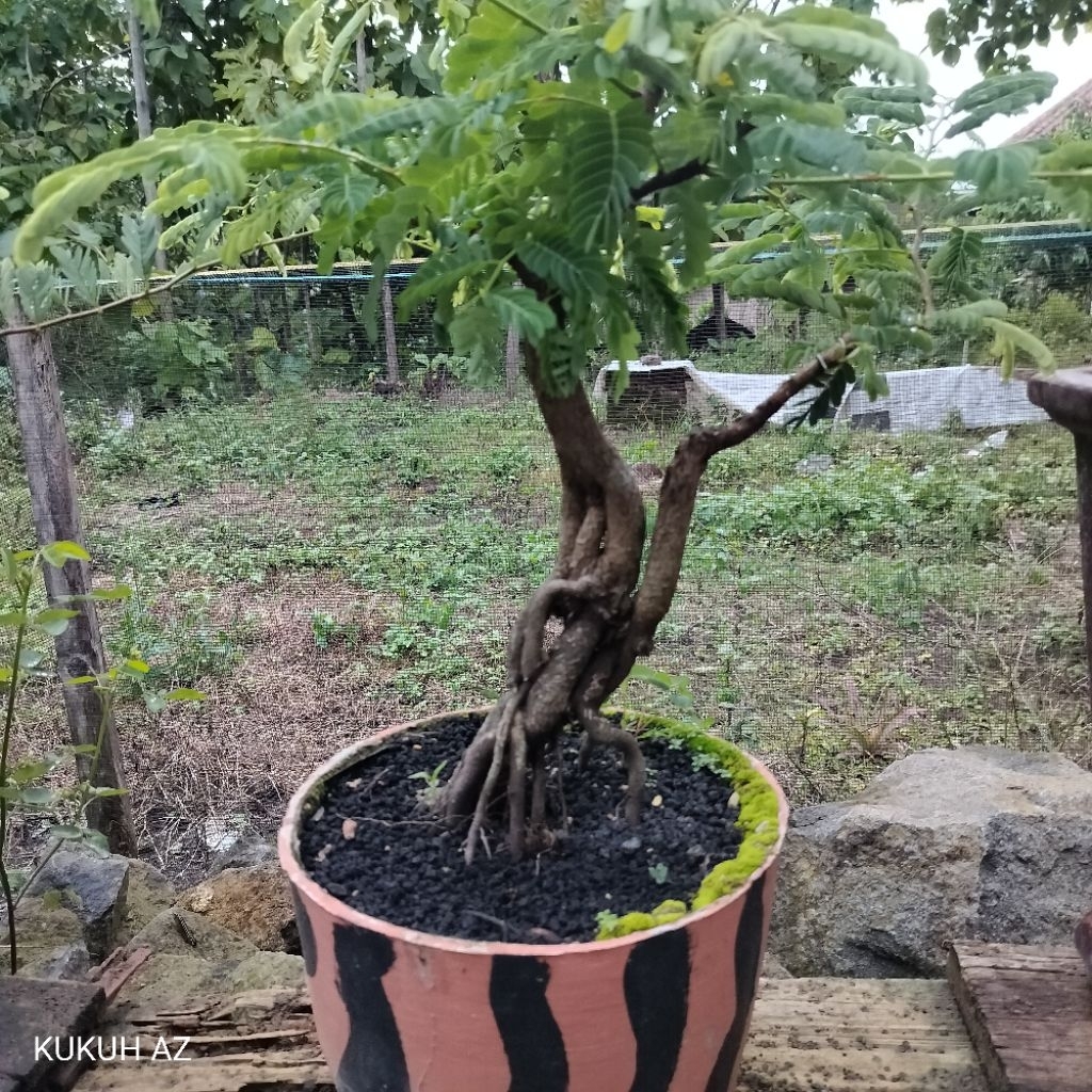 bahan bonsai asem Jawa kecut Ori biji