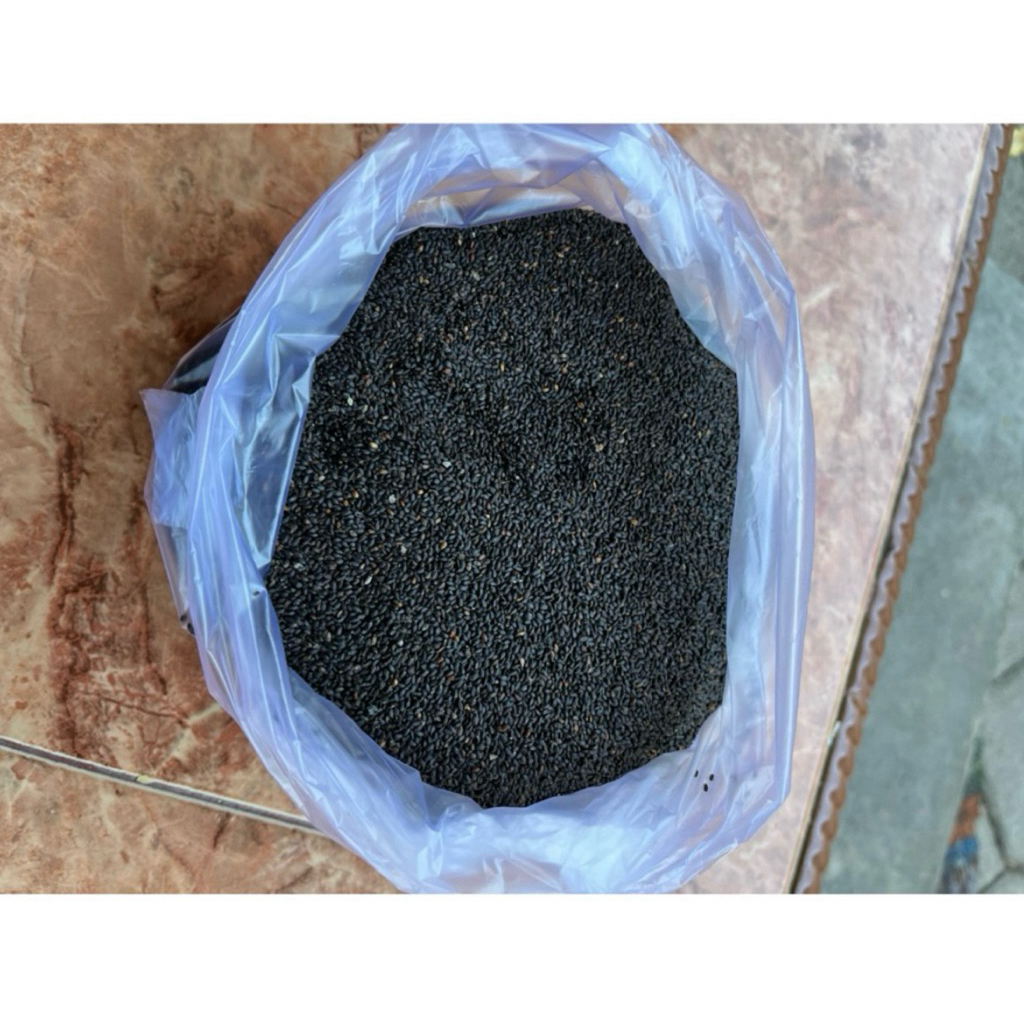 benih kemangi 1kg langsung dari petani bibit baru