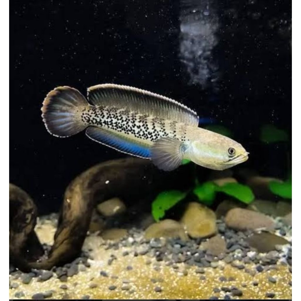 ikan stewarti ukur 9cm