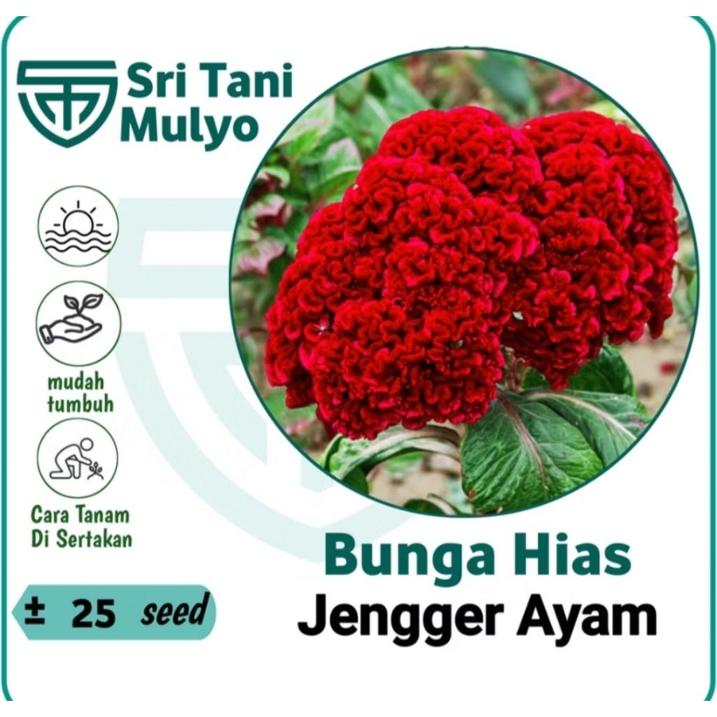 25 Benih Bunga Jengger Ayam Super Import -Banjarmasin