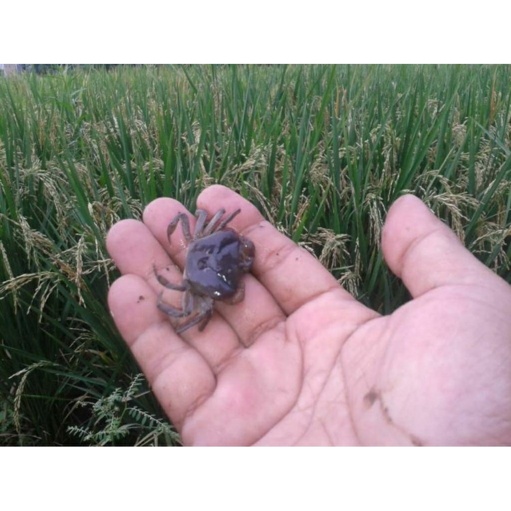 12 kepiting sawah/Yuyu /crab (Hidup) untuk mainan anak/ umpan ikan predator/ mancing Galatama/ displ