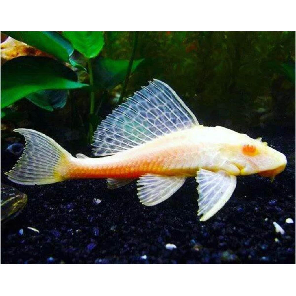 IKAN HIAS SAPU / BRUSHMOUTH ALBINO PER EKOR SIZE M