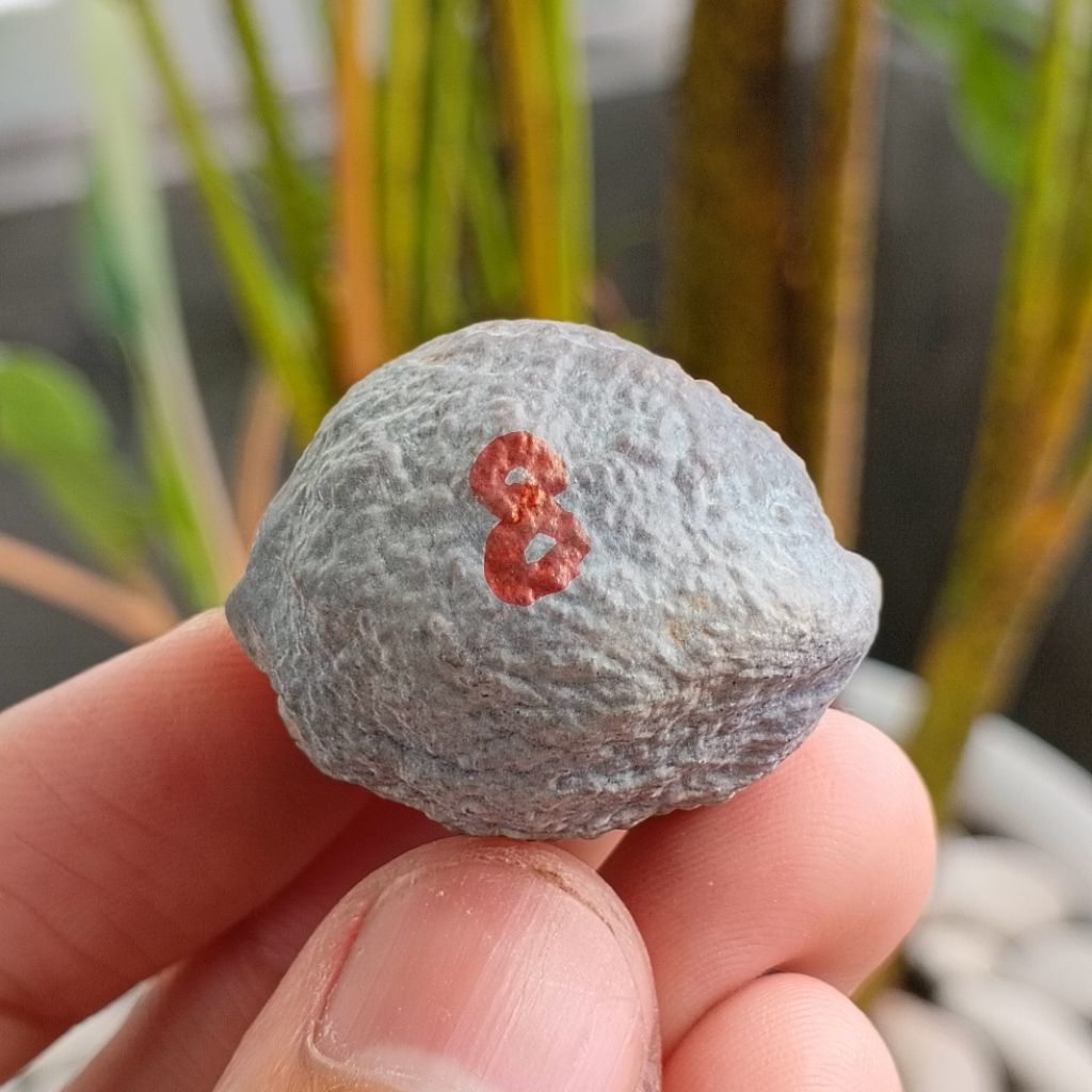 Muncang Adu Manohara JR kode 8