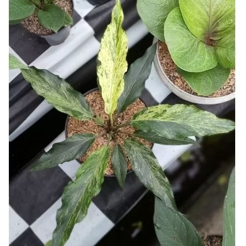 Anthurium Gelombang Cinta Varigata Putih / GC Var Putih Size L