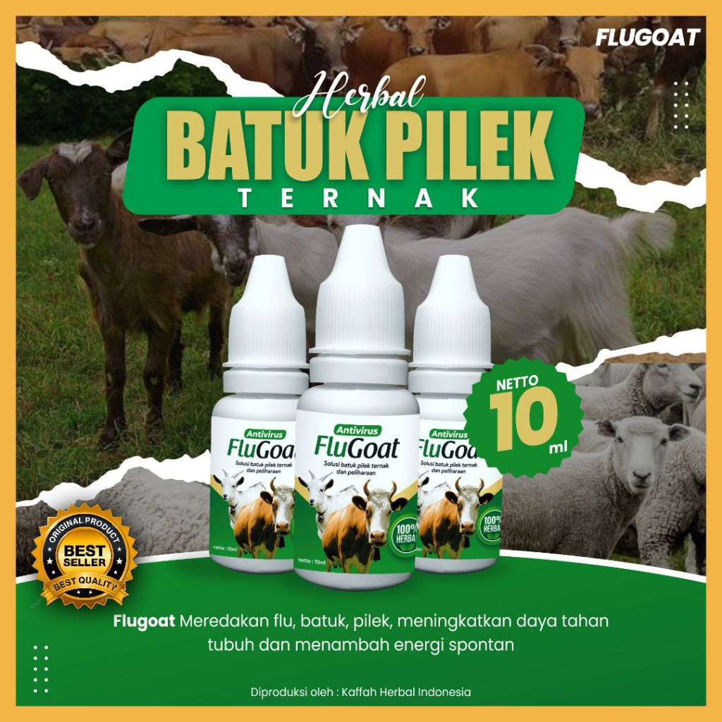 AMPUH  Obat Kudis Ternak Kambing Tanpa Suntik, Obat Kudis Ternak Kambing Herbal