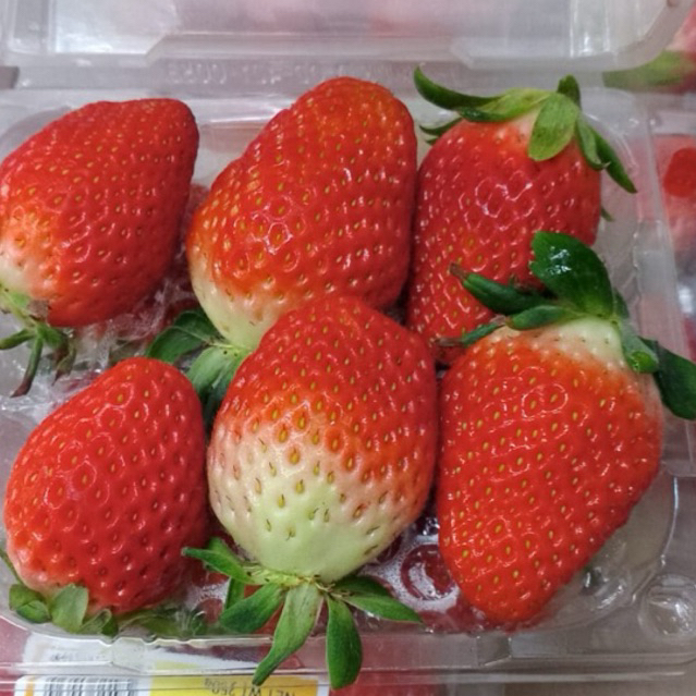 Strawberry Korea Jumbo MANIS BESAR