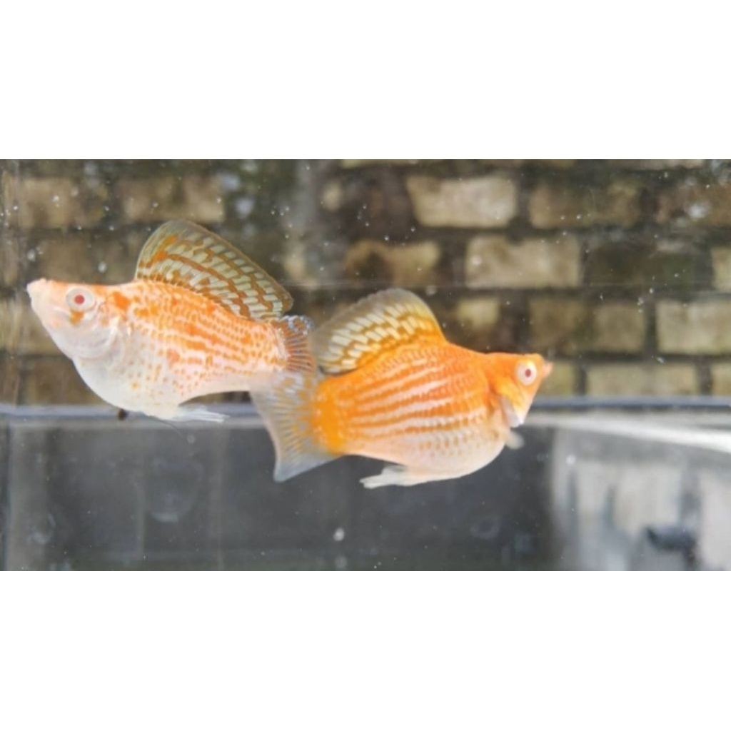 Aksesoris Aquarium Molly Thai Size Jumbo Ikan Hias Bozz Louhan Pekanbaru Hiasan Aquarium |Ikan Hias 