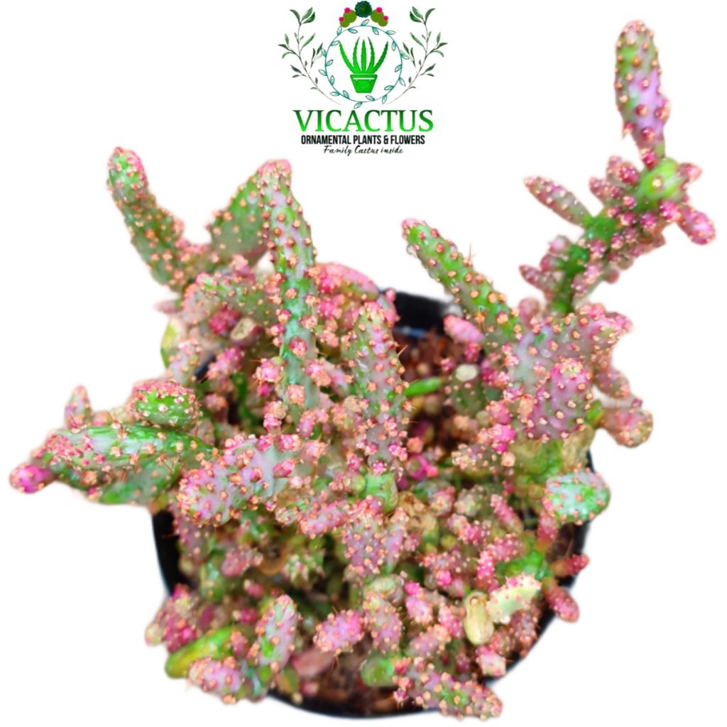 Tanaman Hias Sukulen: Opuntia monacantha variegata Pink
