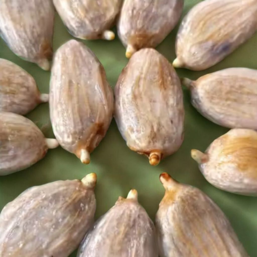 Bibit kakao unggul MCC02 1 paket isi 50 biji | siap semai