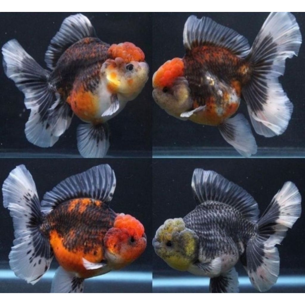 Hiasan Aquarium Koki Oranda Calico Short Tail Size M Oranda Calico Goldfish Hiasan Akuarium |Ikan Hi