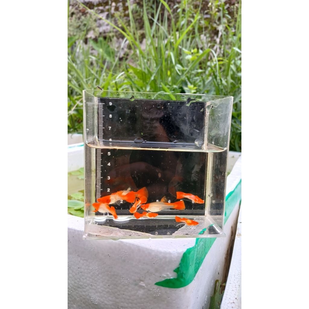 guppy albino koi red ear ribbon fin c long ear